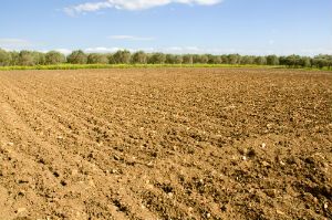 agricultural land